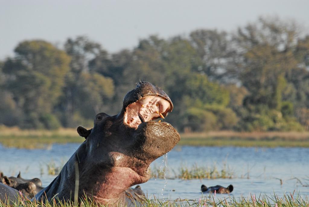 Divava Okavango Resort And Spa Bagani 外观 照片